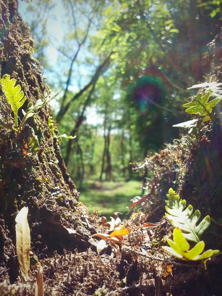 Leaf