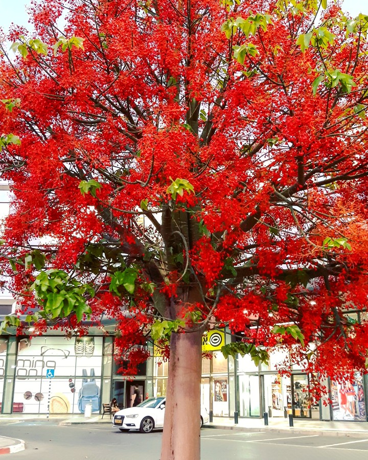 just one red tree