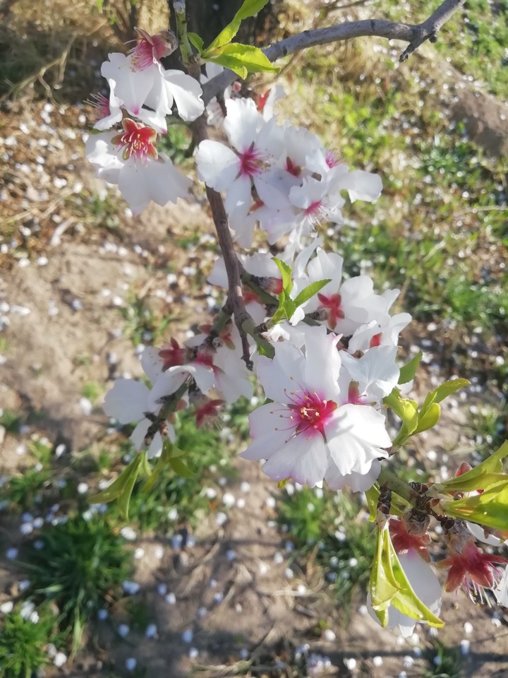 flower❤️