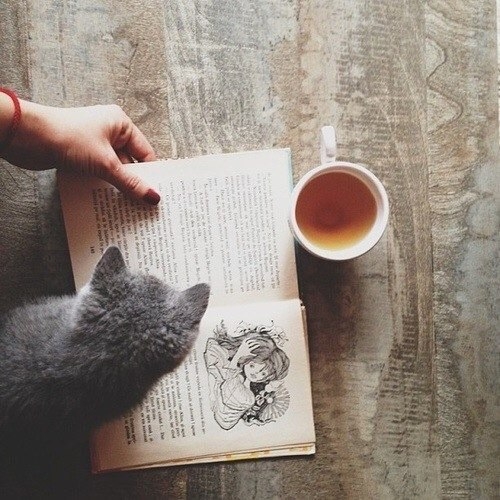 Cats