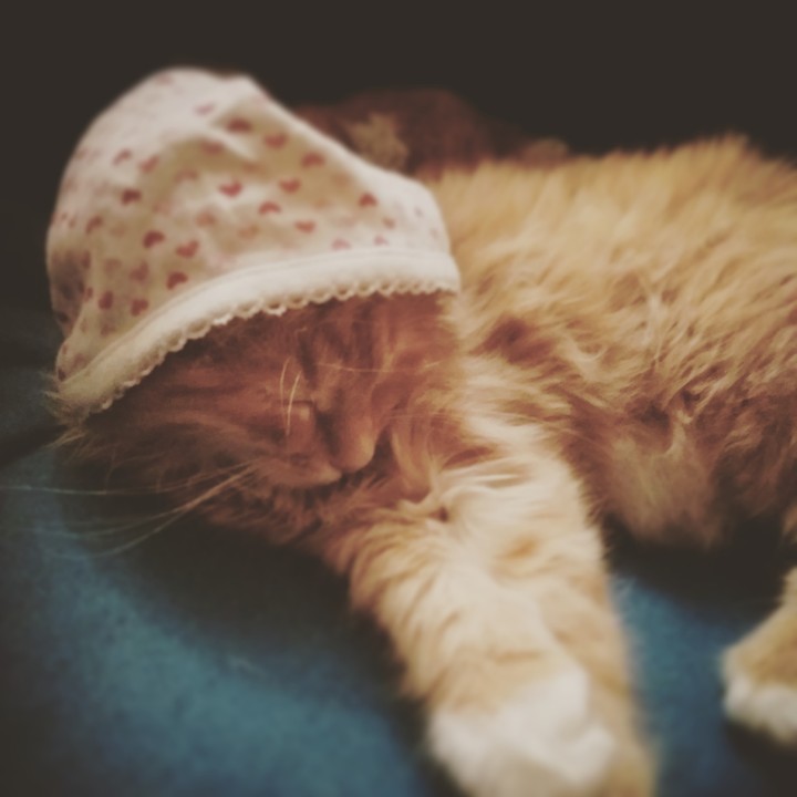 Cute hat kitten