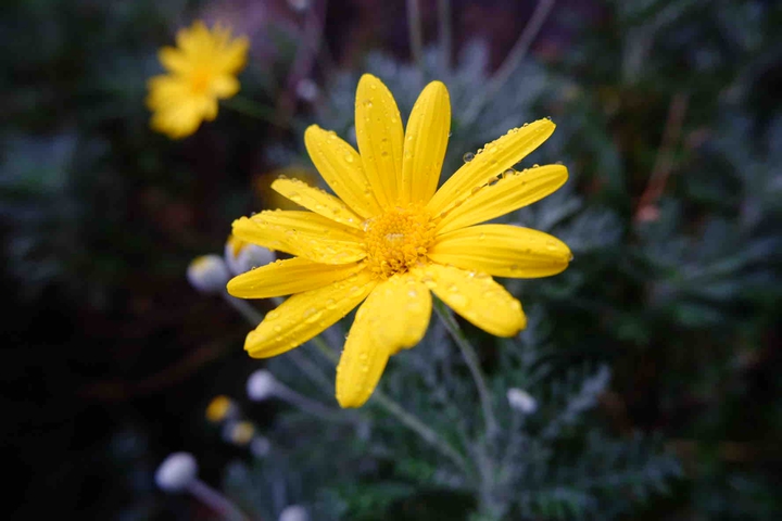 Yellow Flower