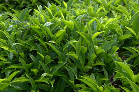 tea leaves