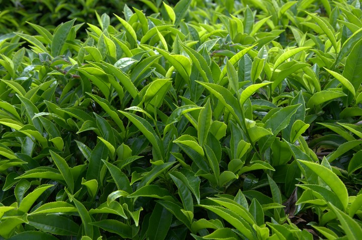 tea leaves