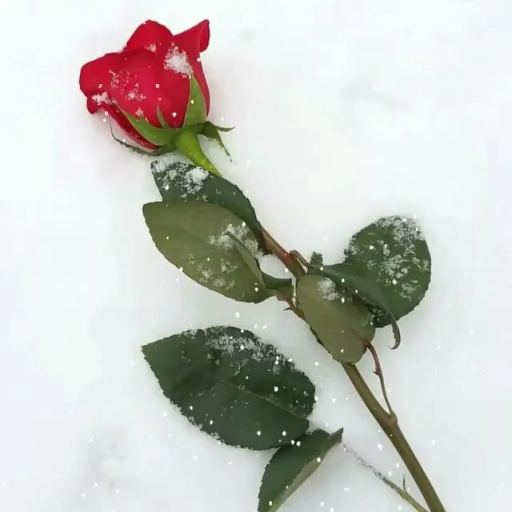 rose