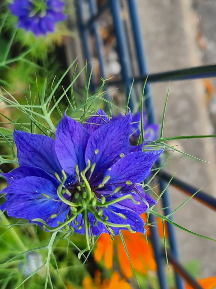Blumen