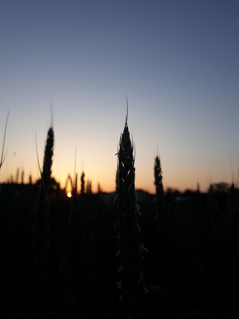Wheat