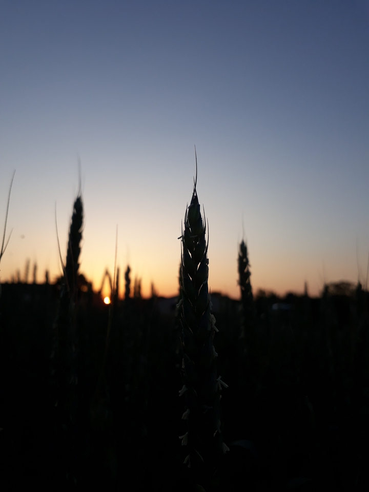 Wheat