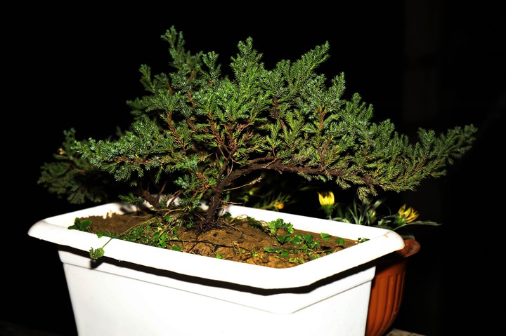 bonsai tree