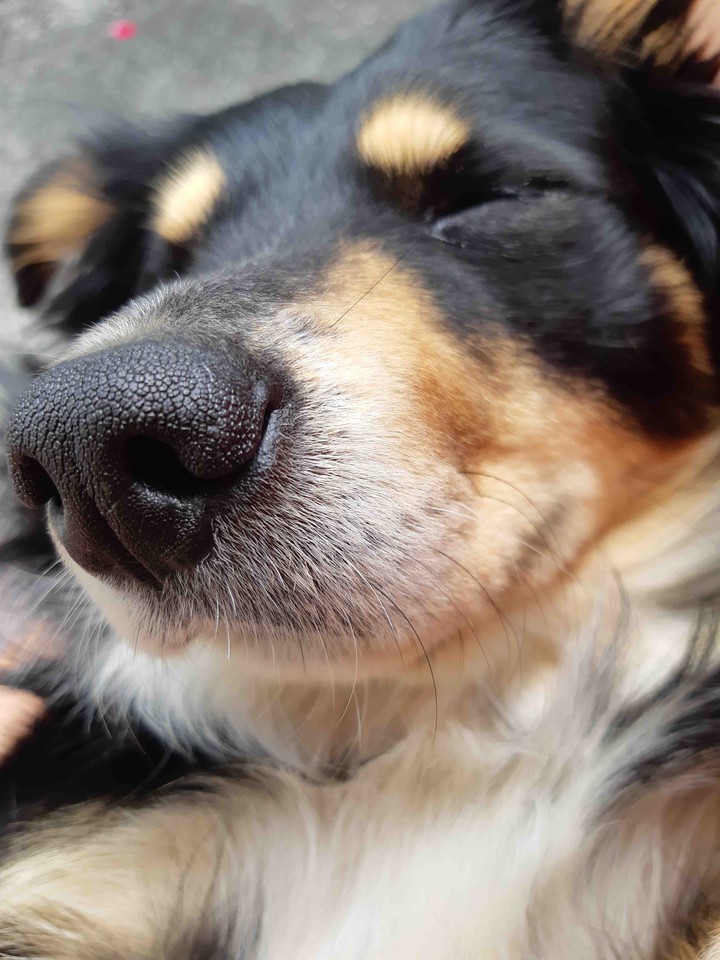 dog nose