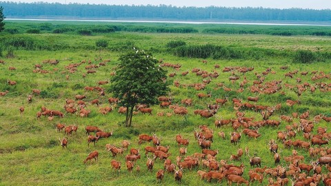 fonds d'écran Field, pasture