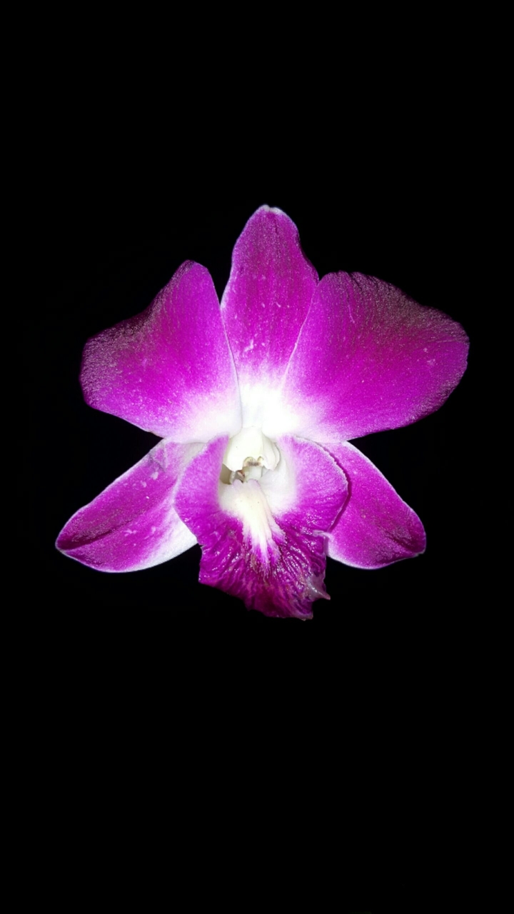 purple flower