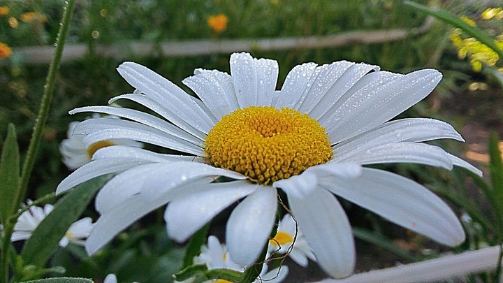 daisy
