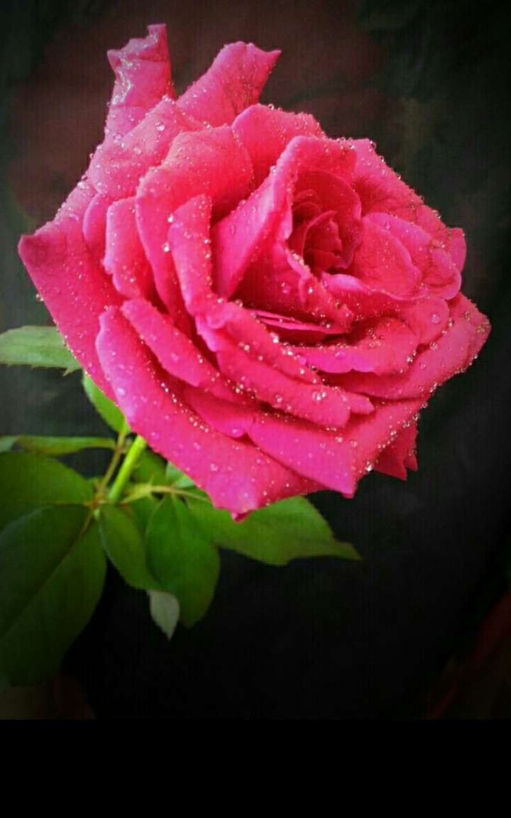 Nice rose..VS YA