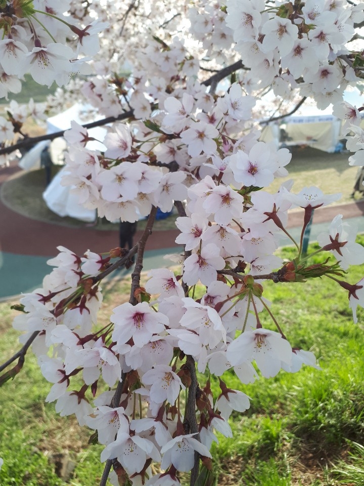 벗꽃