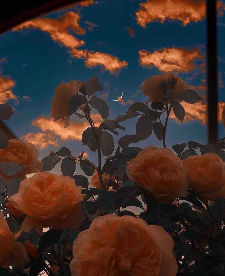 rose