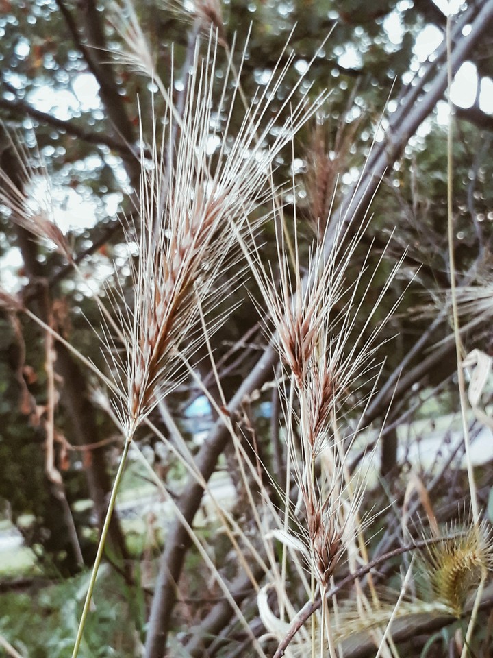plants
