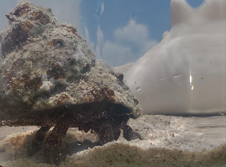 sea hermit crab