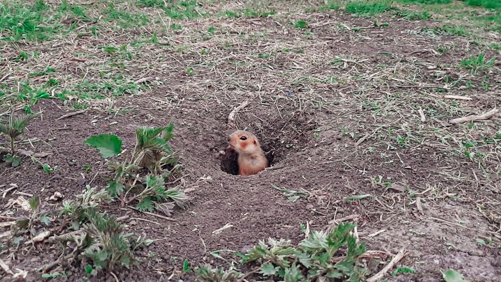 gopher