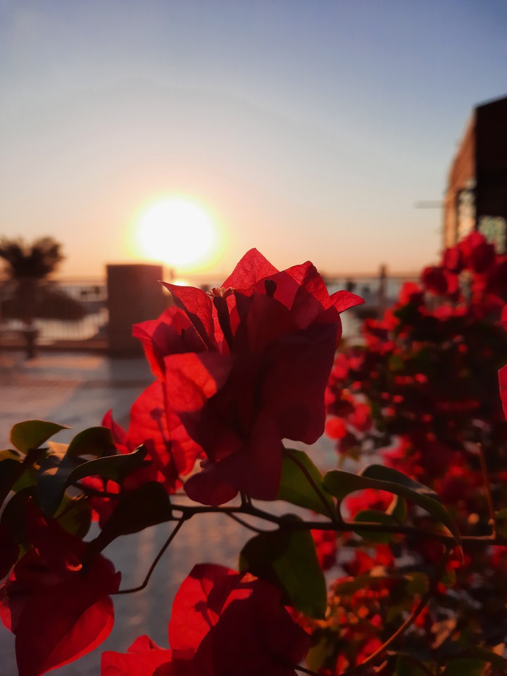 Beautiful morning sun over a garden flower ?