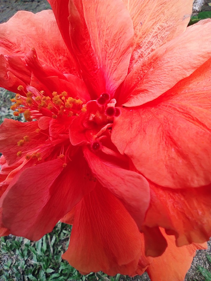 layered hibiscus