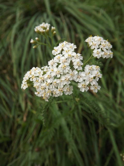 Yarrow