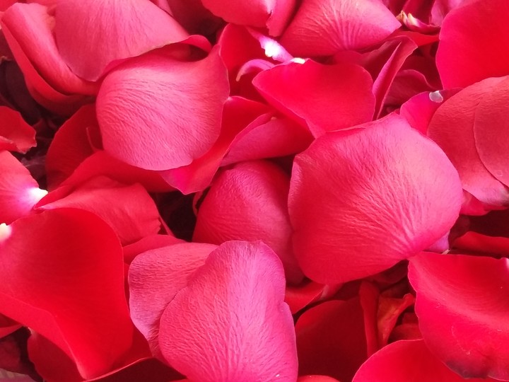 Rosas
