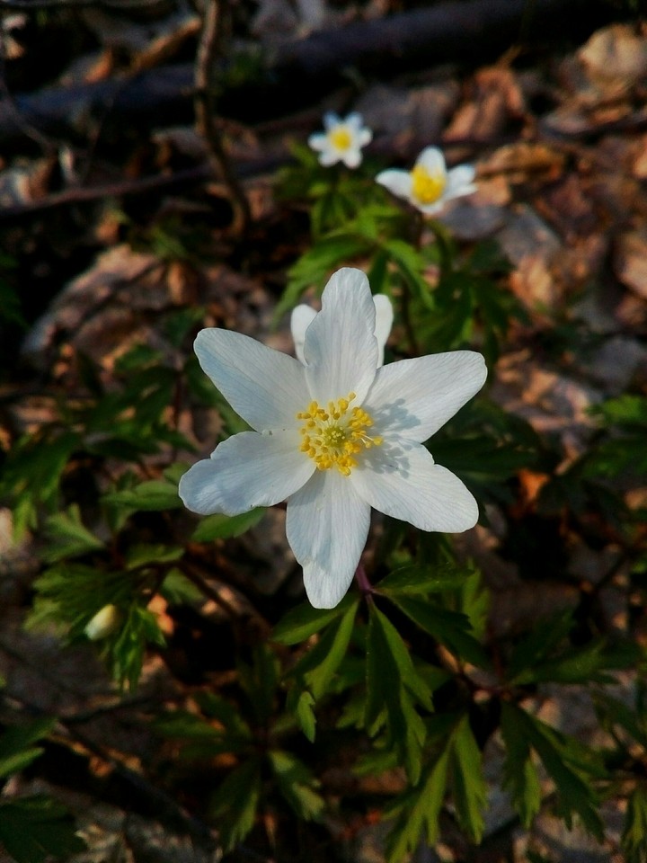 Perfect photo flower