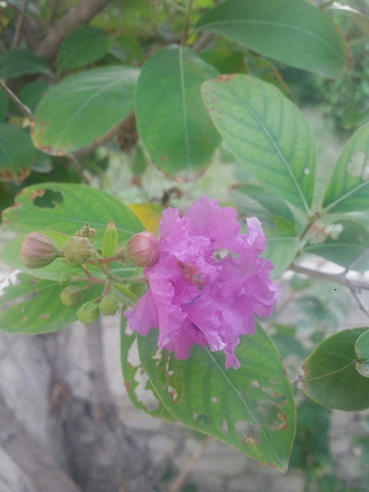 Flowers Nature
