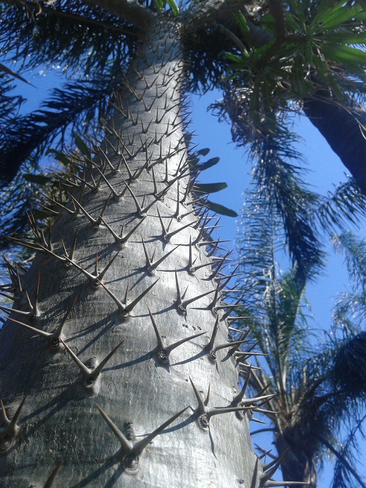 spiky trees