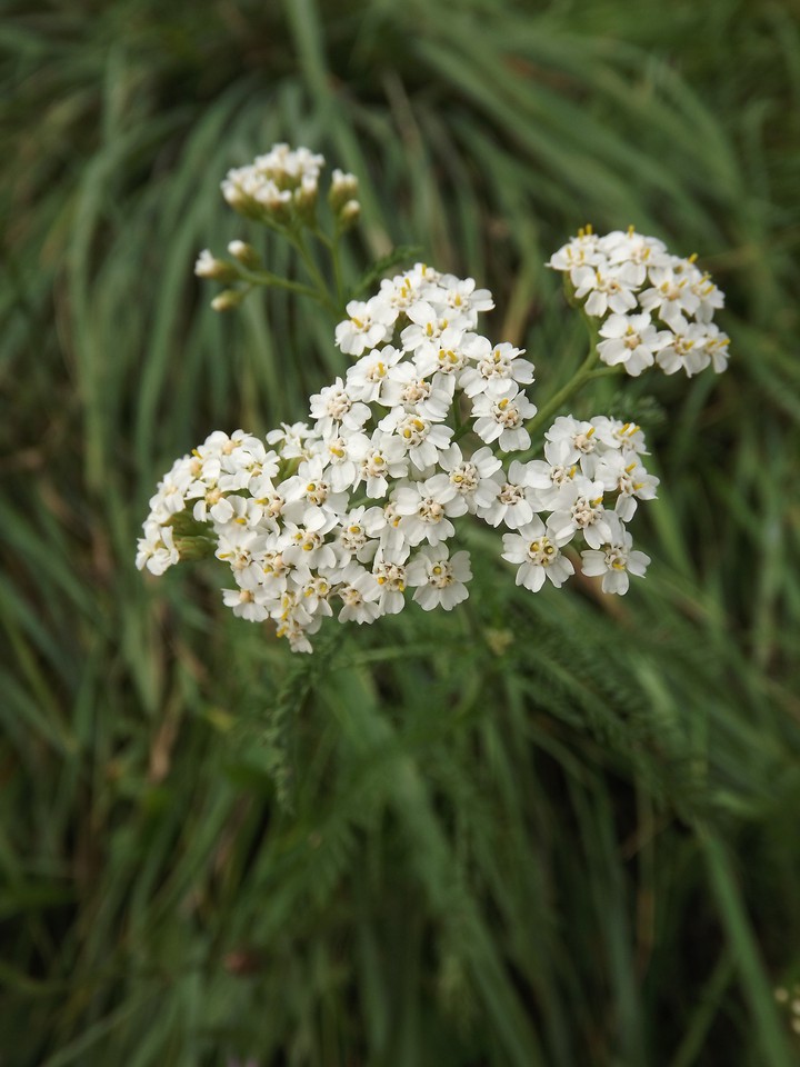 Yarrow