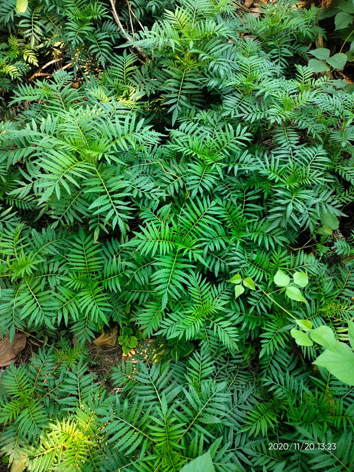 garden photo