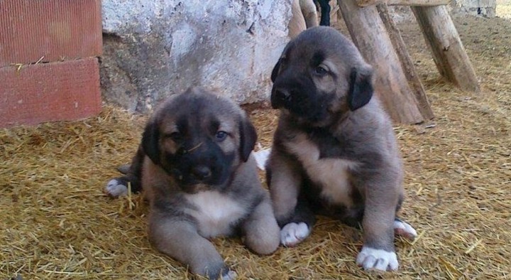 Kangal