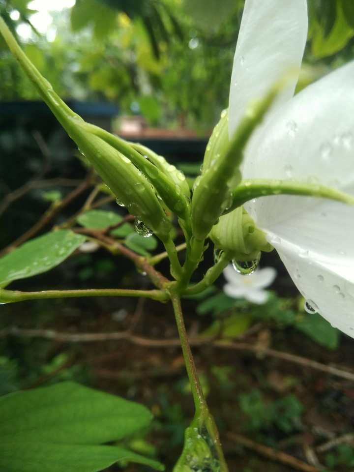 water drops