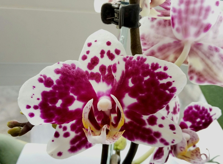 Orchid