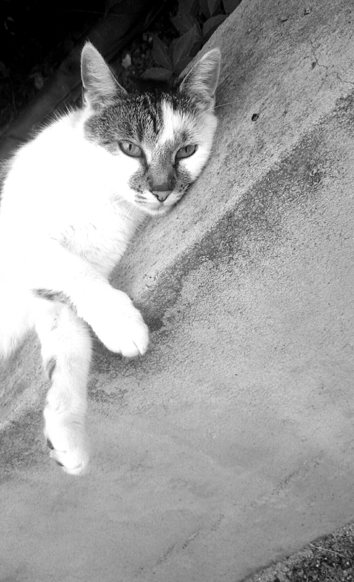 THE CAT