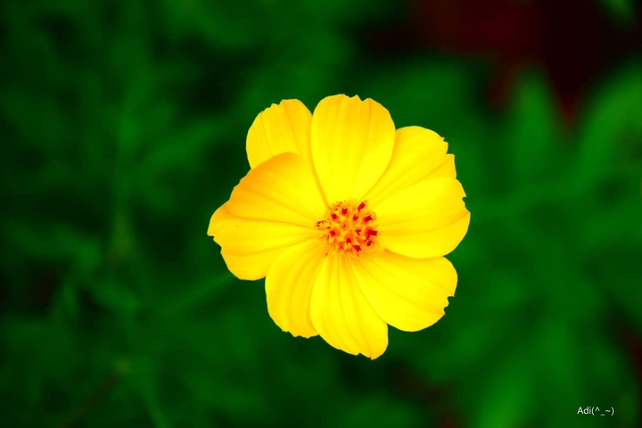Nature