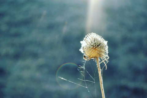 Sunlights