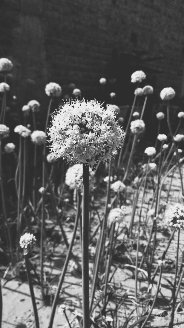 Plants
