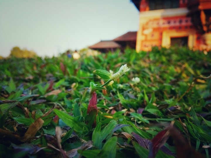 Macro