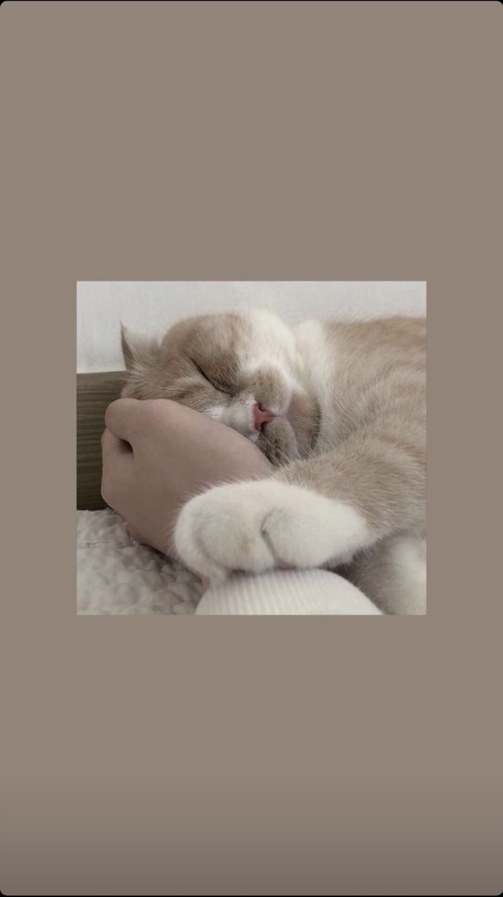 котик спит
