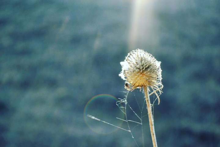 Sunlights