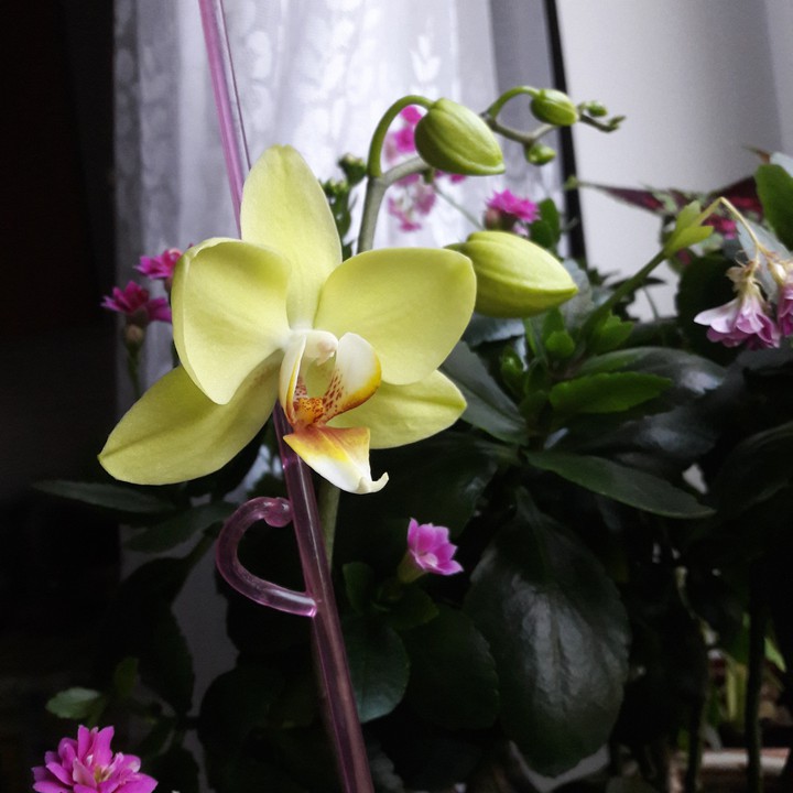 #flower #ellowflower #ripple