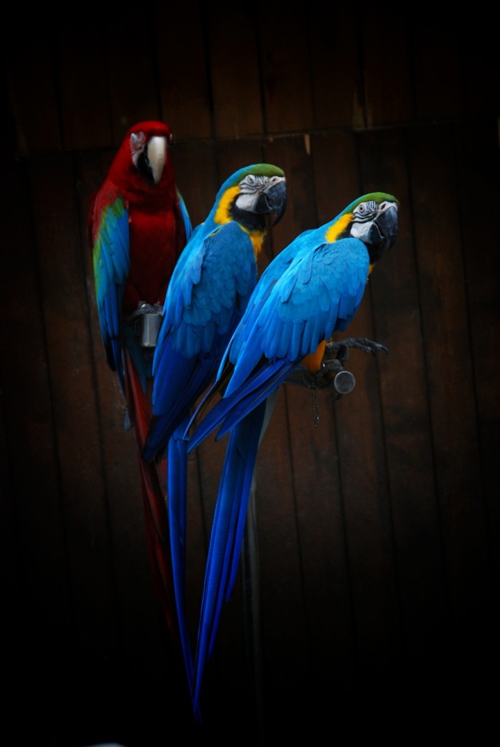 Parrots