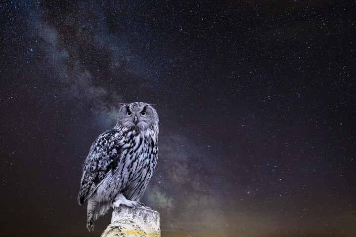 Owl