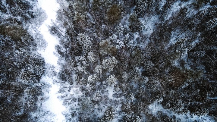 Forest