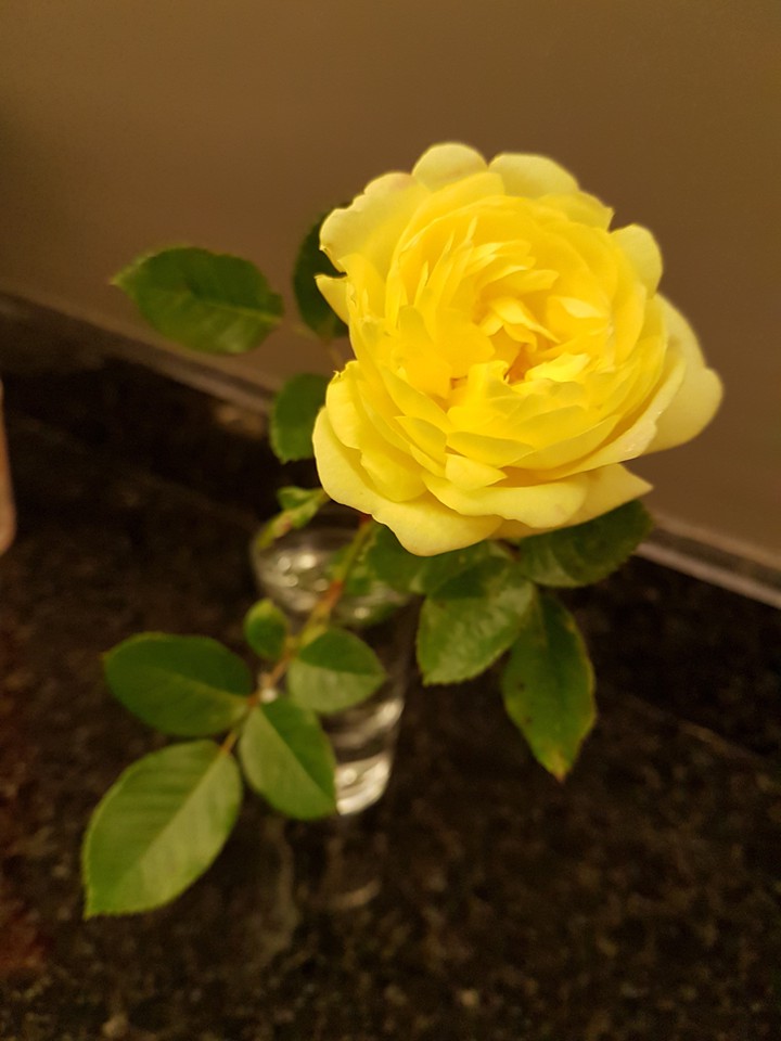 yellow rose
