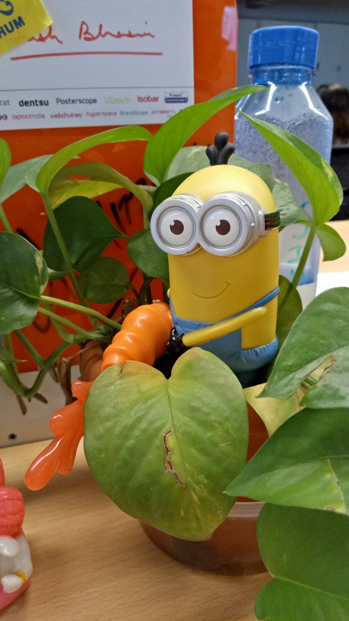Minion Camper
