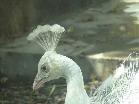 Beauty of peacock