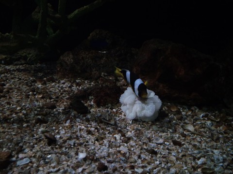 clown fish and sea anemone